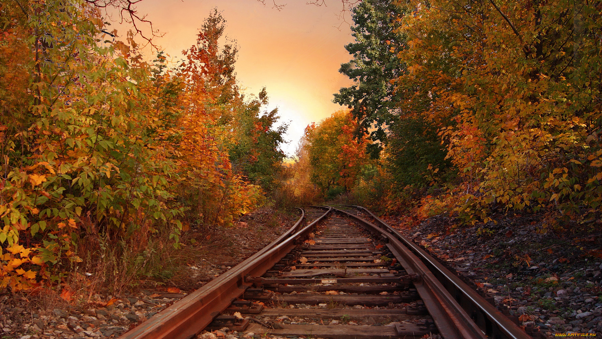 природа, лес, рельсы, фон