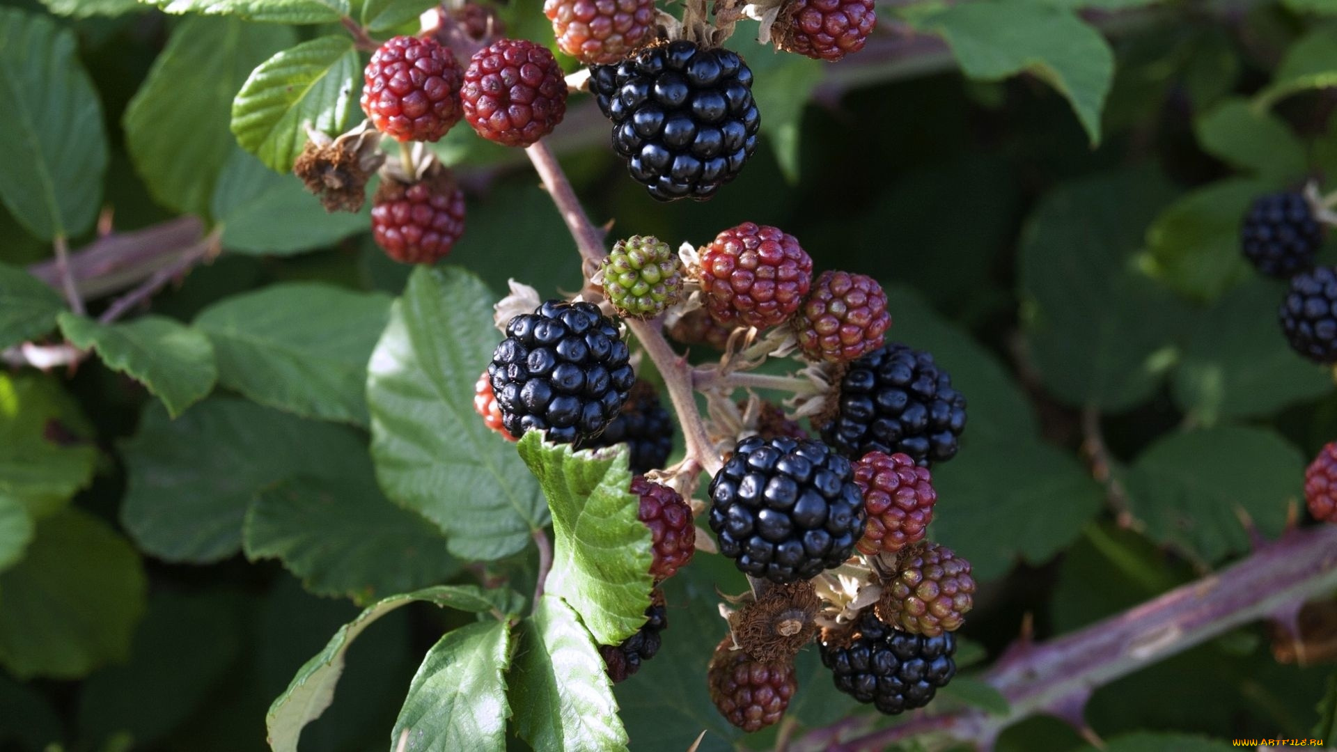 природа, ягоды, куст, ежевика