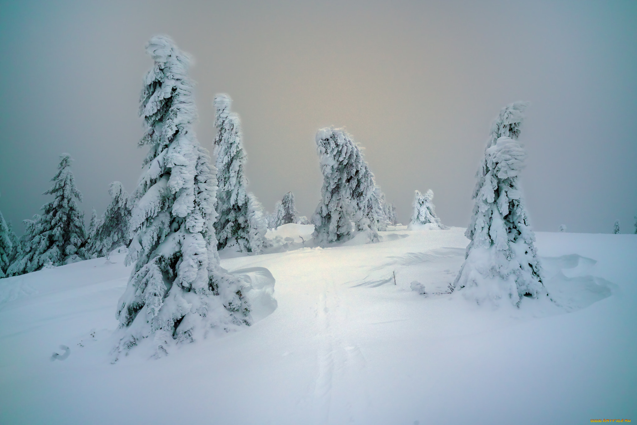 природа, зима, деревья