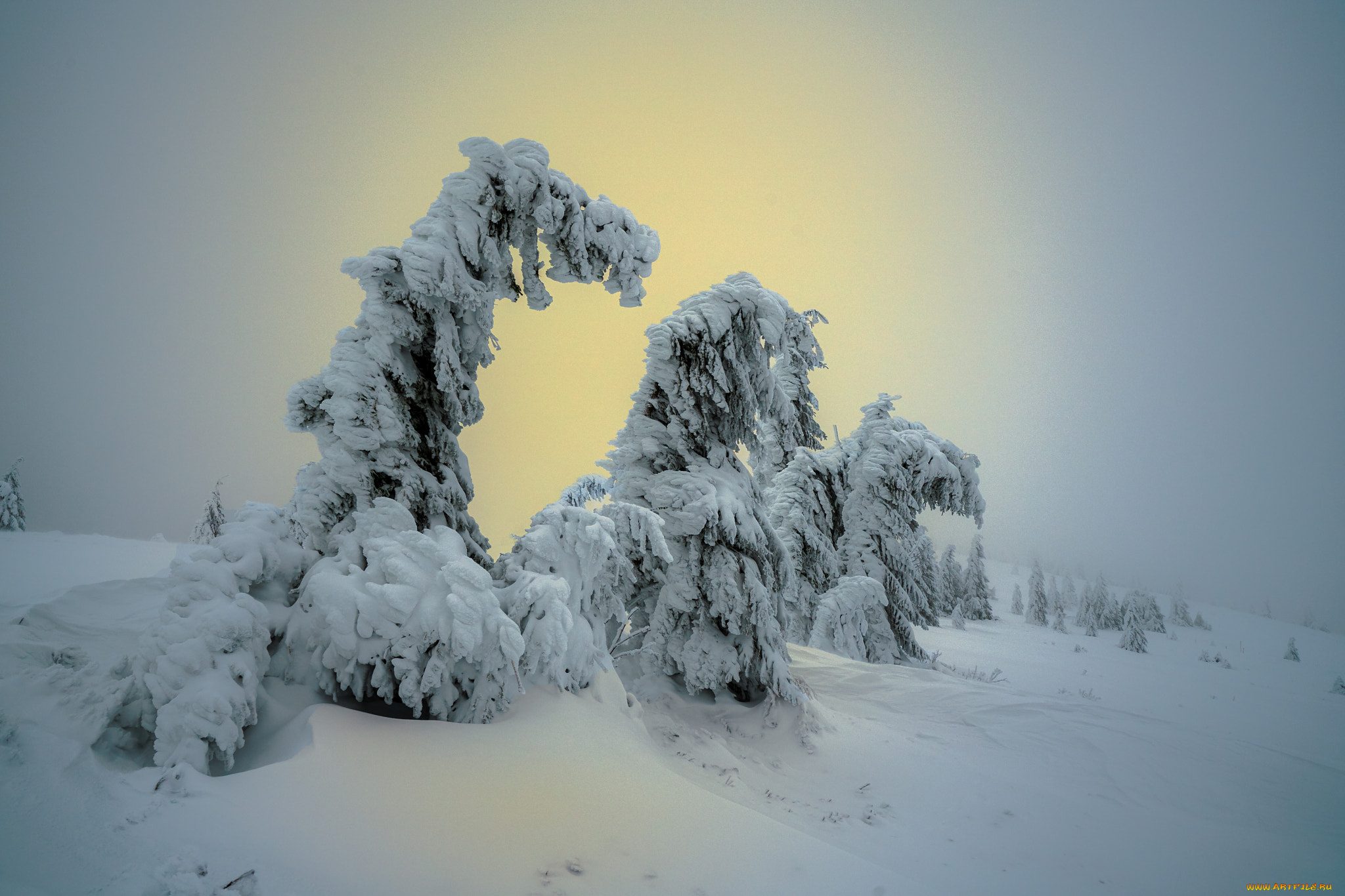 природа, зима, деревья