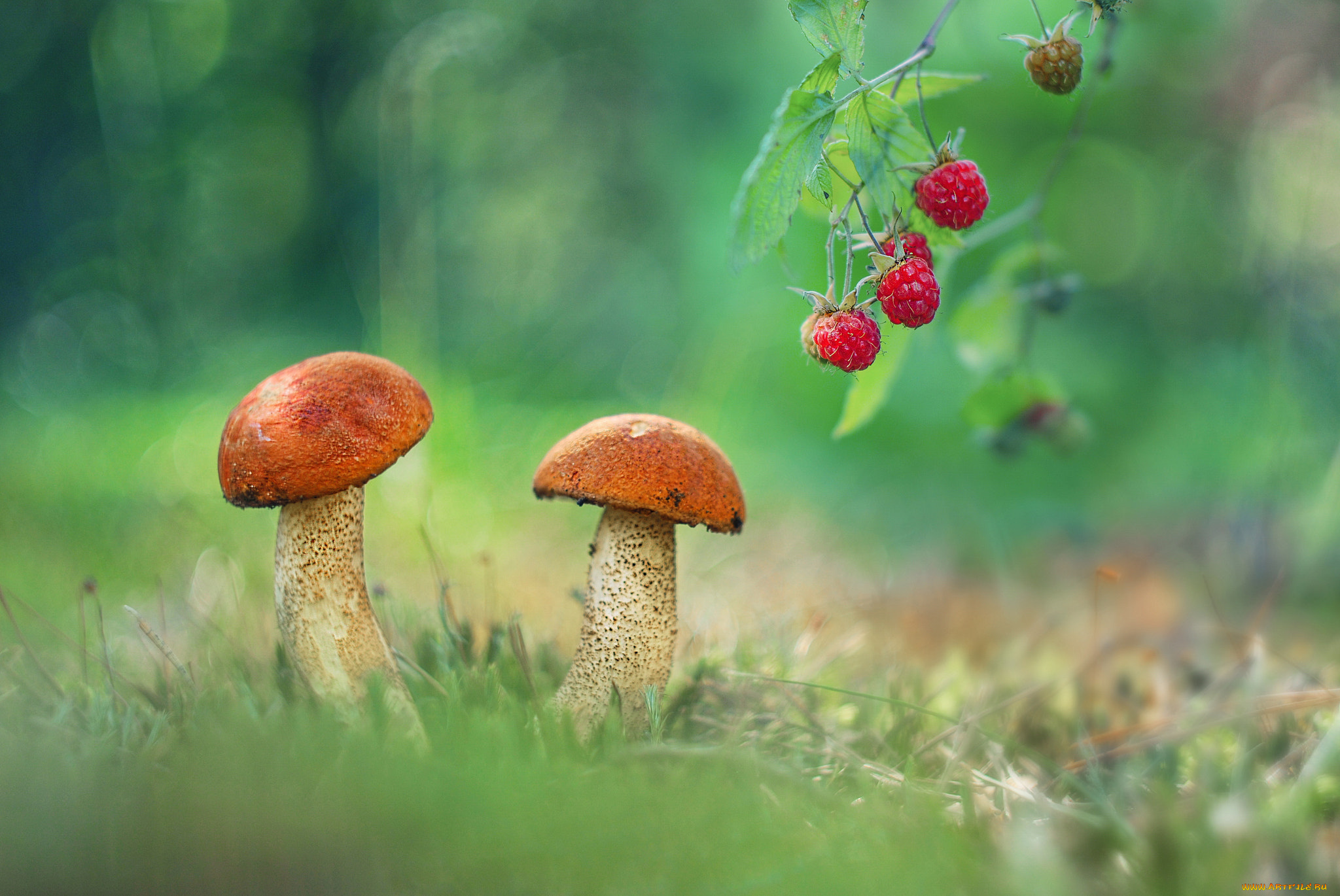 природа, грибы, ягода, гриб