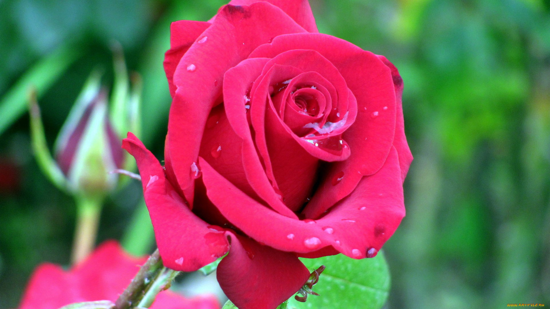 цветы, розы, бутон, капли