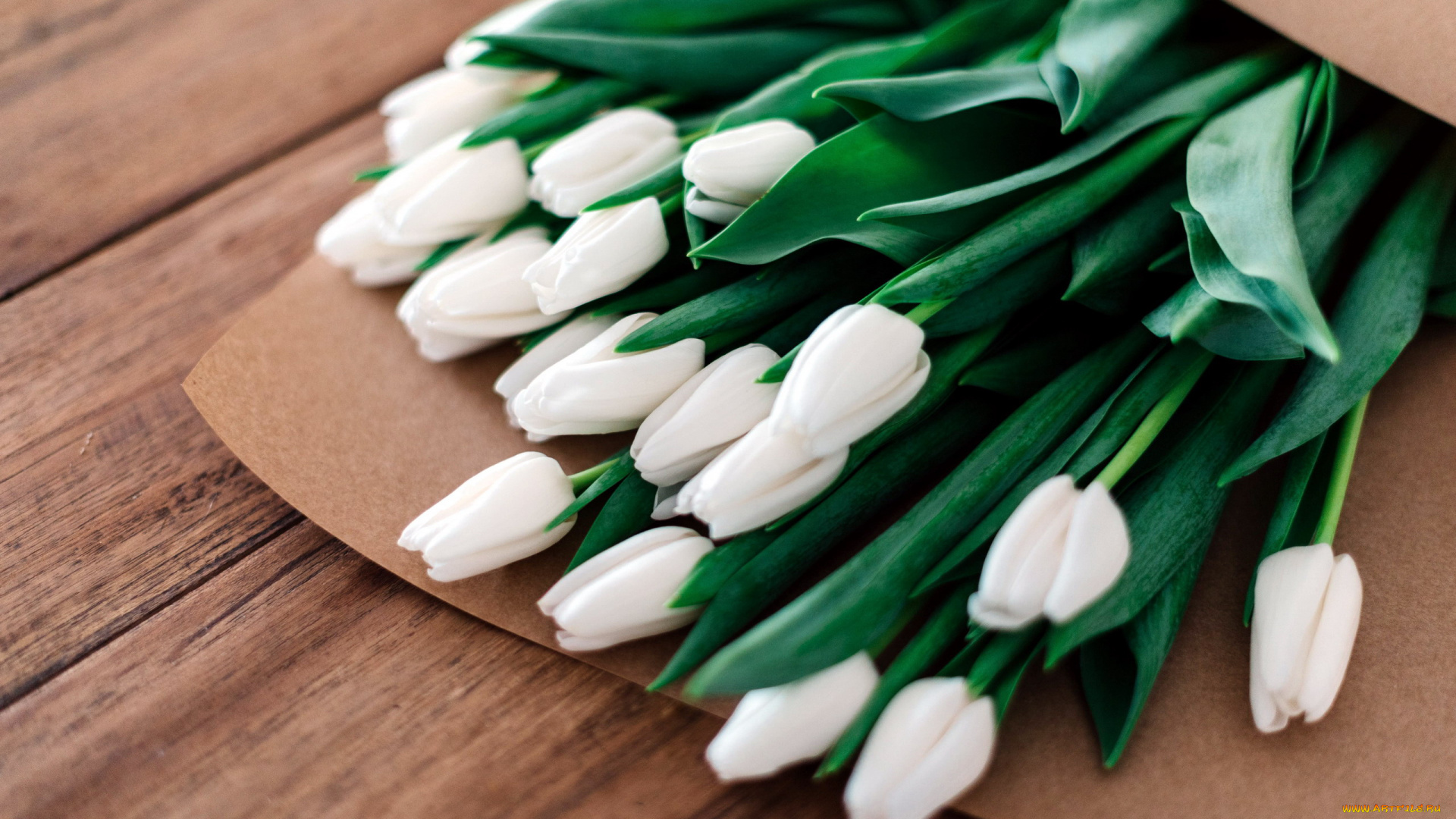 цветы, тюльпаны, бутоны, белые