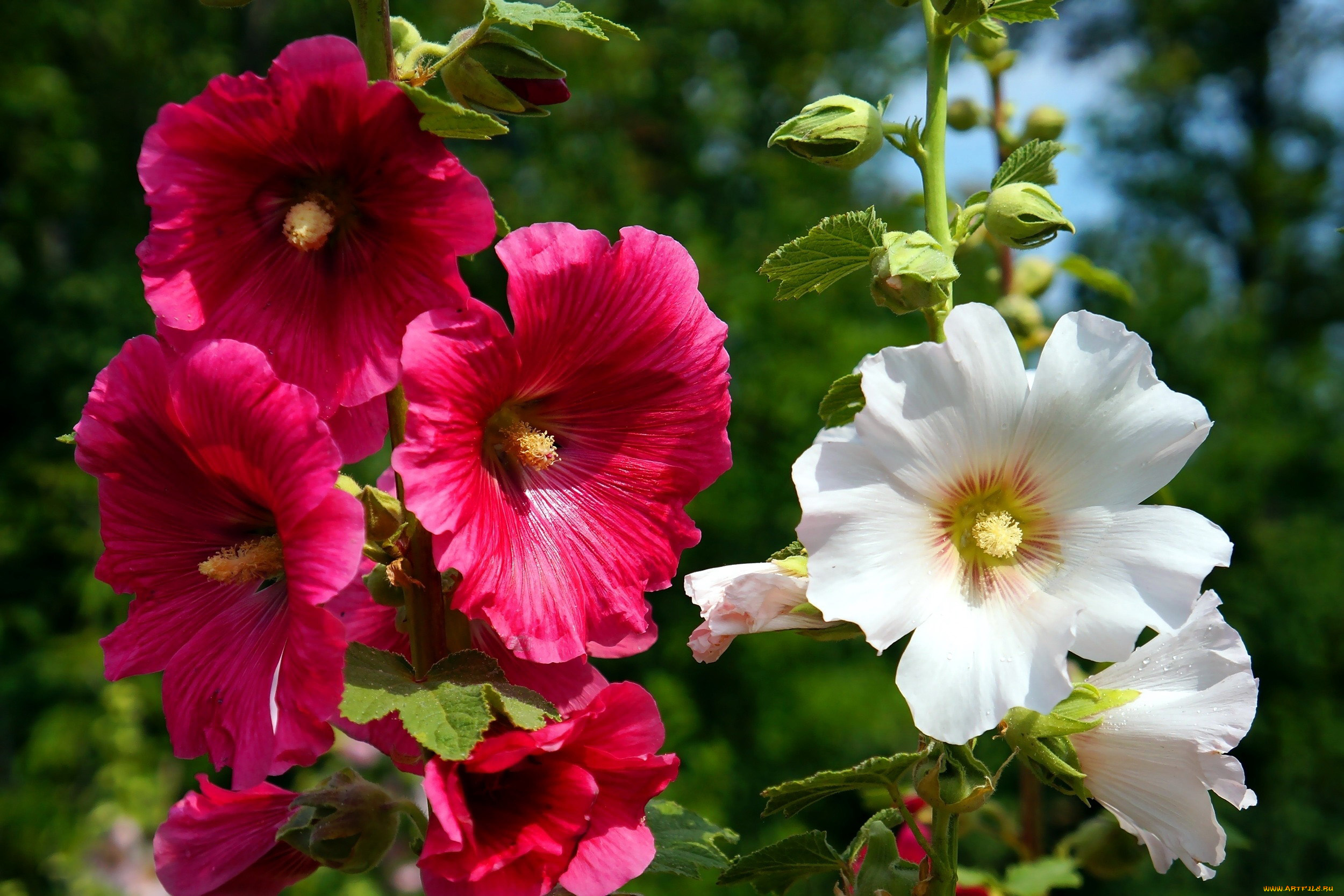 цветы, мальвы, розовые, белые