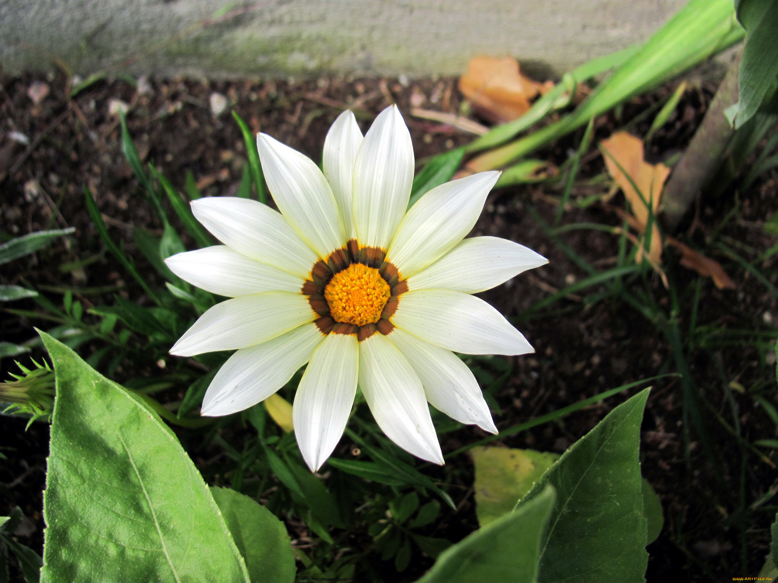 цветы, газания, белая, макро