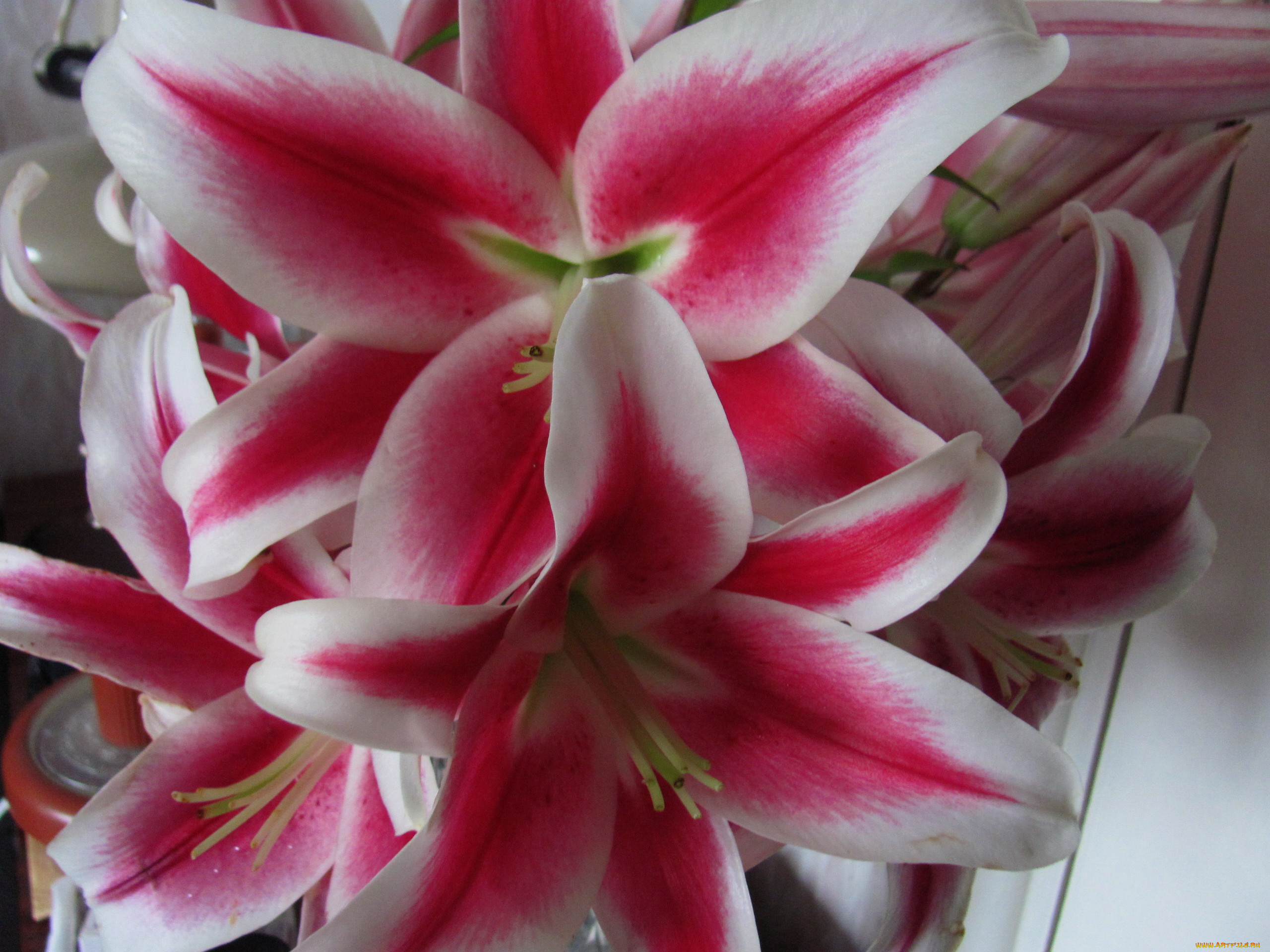 цветы, лилии, , лилейники, розовые, макро