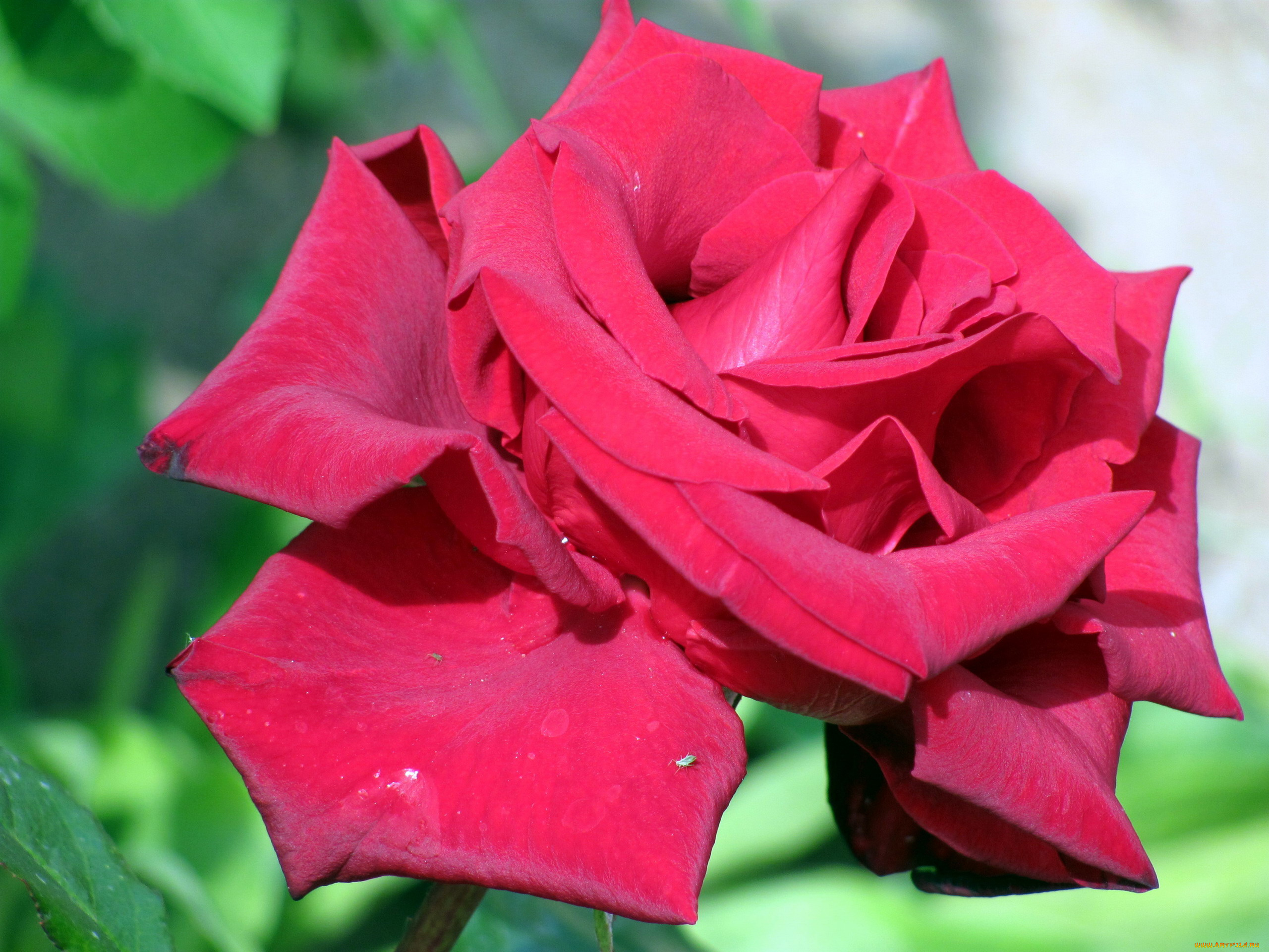 цветы, розы, макро