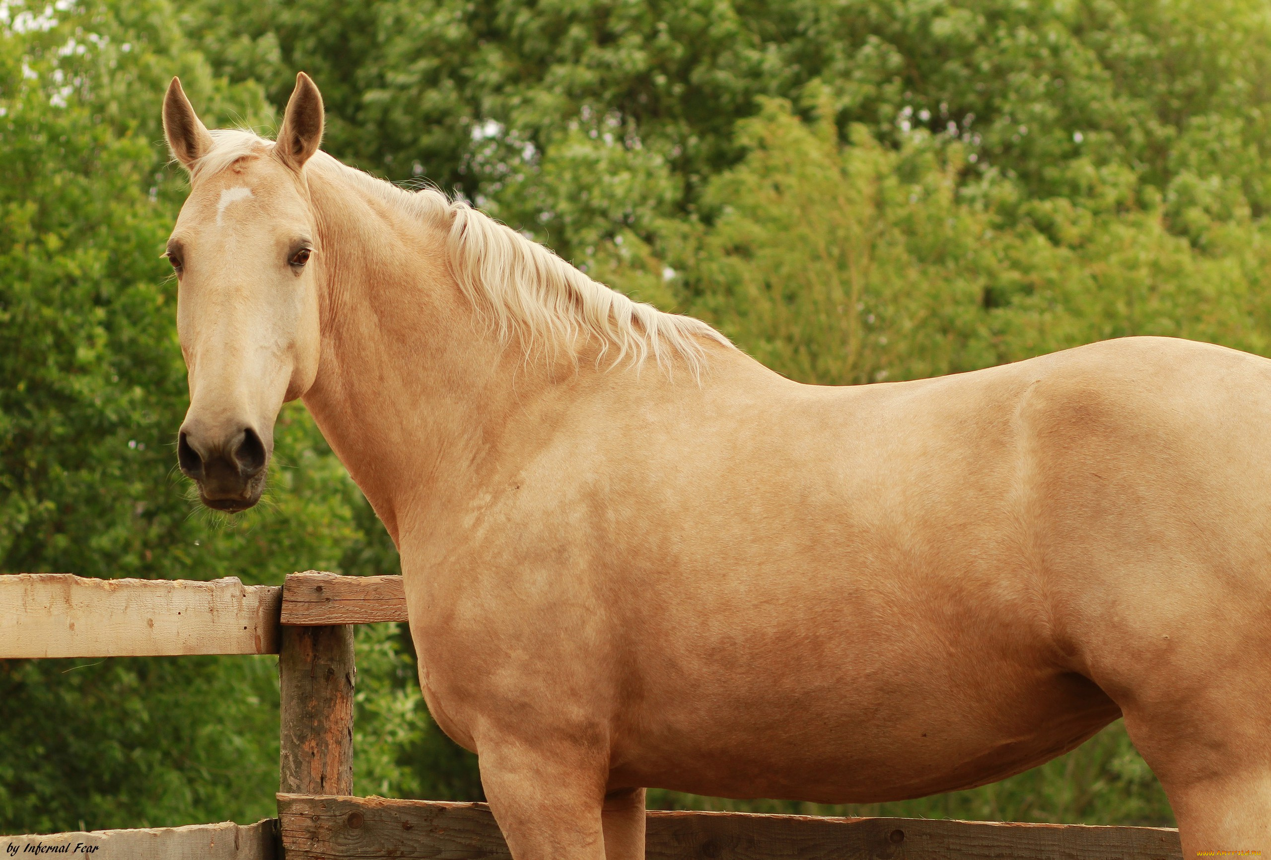 животные, лошади, лошадь, соловая, изгородь