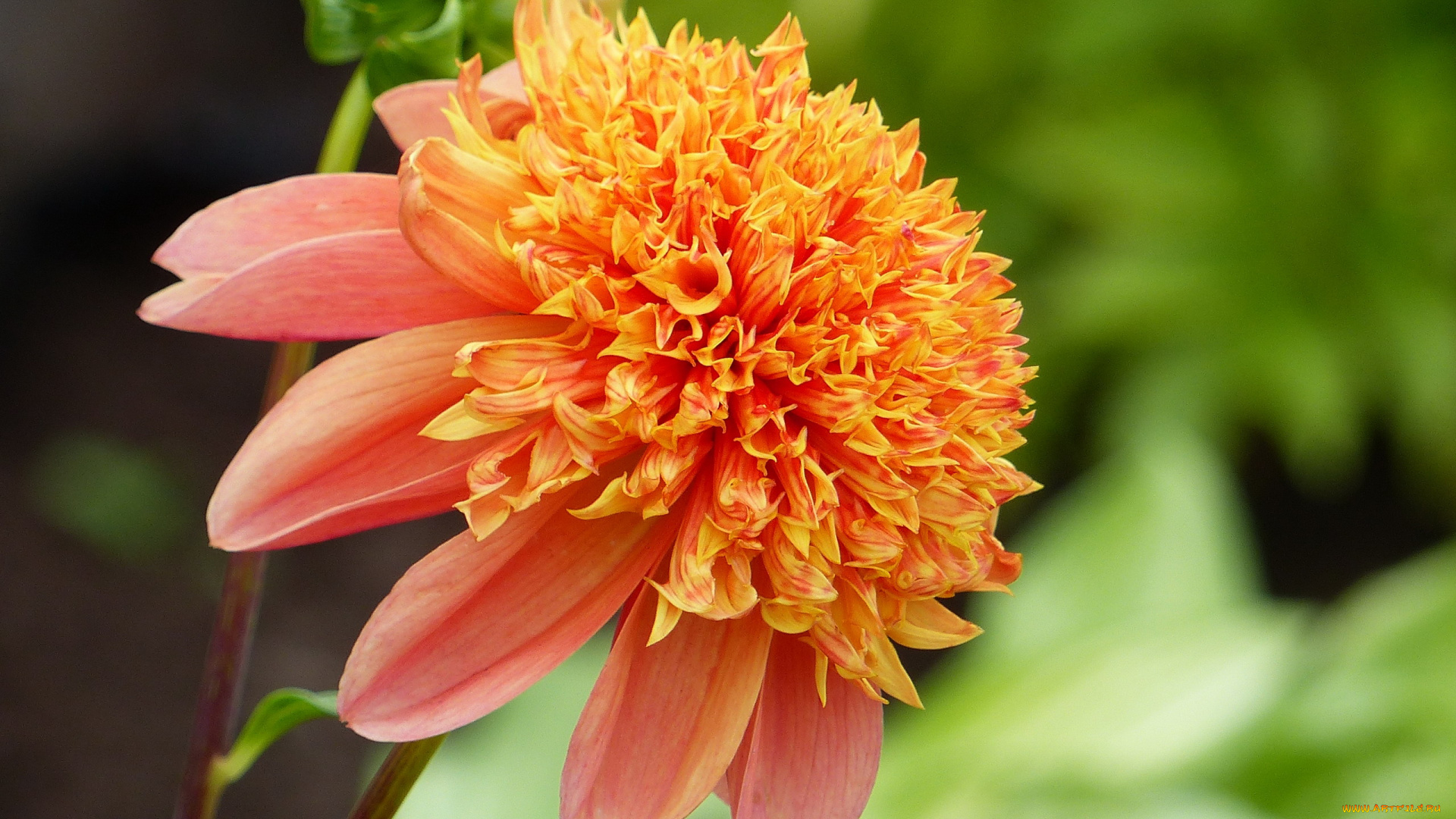 цветы, георгины, оранжевый, георгин, макро