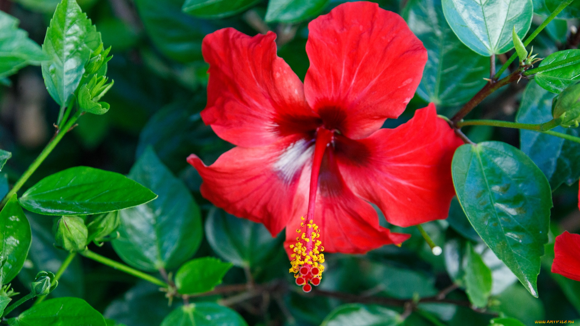 цветы, гибискусы, алый, гибискус, макро