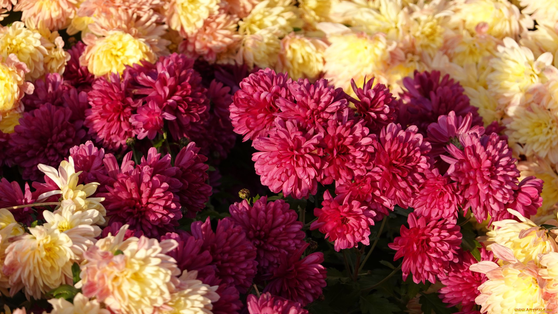цветы, хризантемы, разноцветные, много