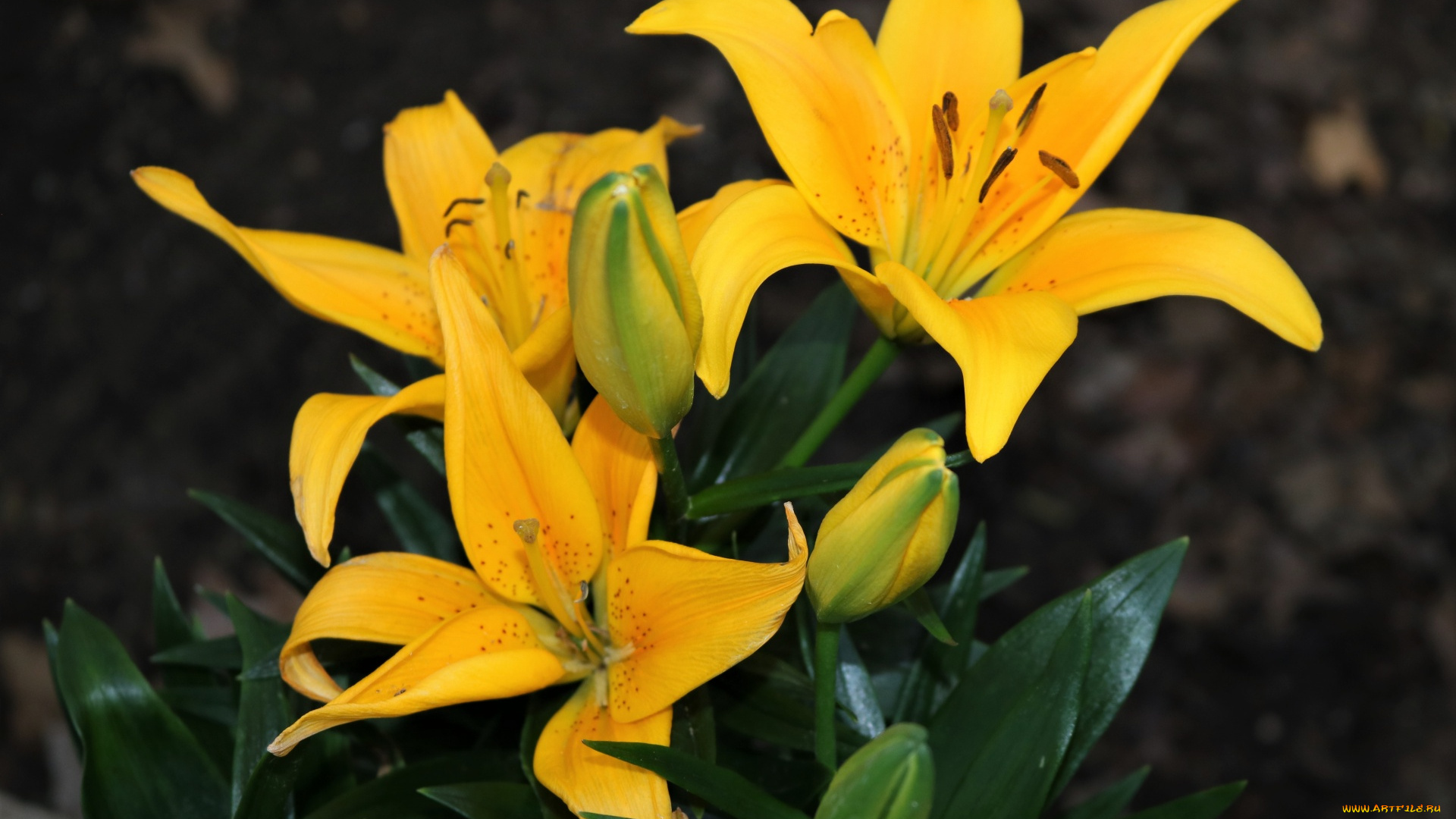 цветы, лилии, , лилейники, желтые, макро, трио