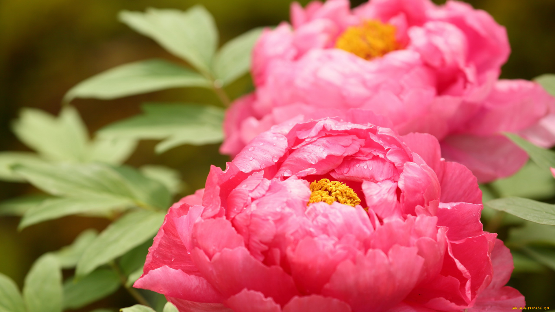 цветы, пионы, розовые, макро
