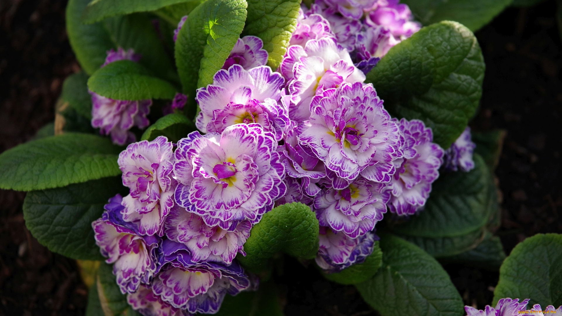 цветы, примулы, махровая, примула, первоцвет