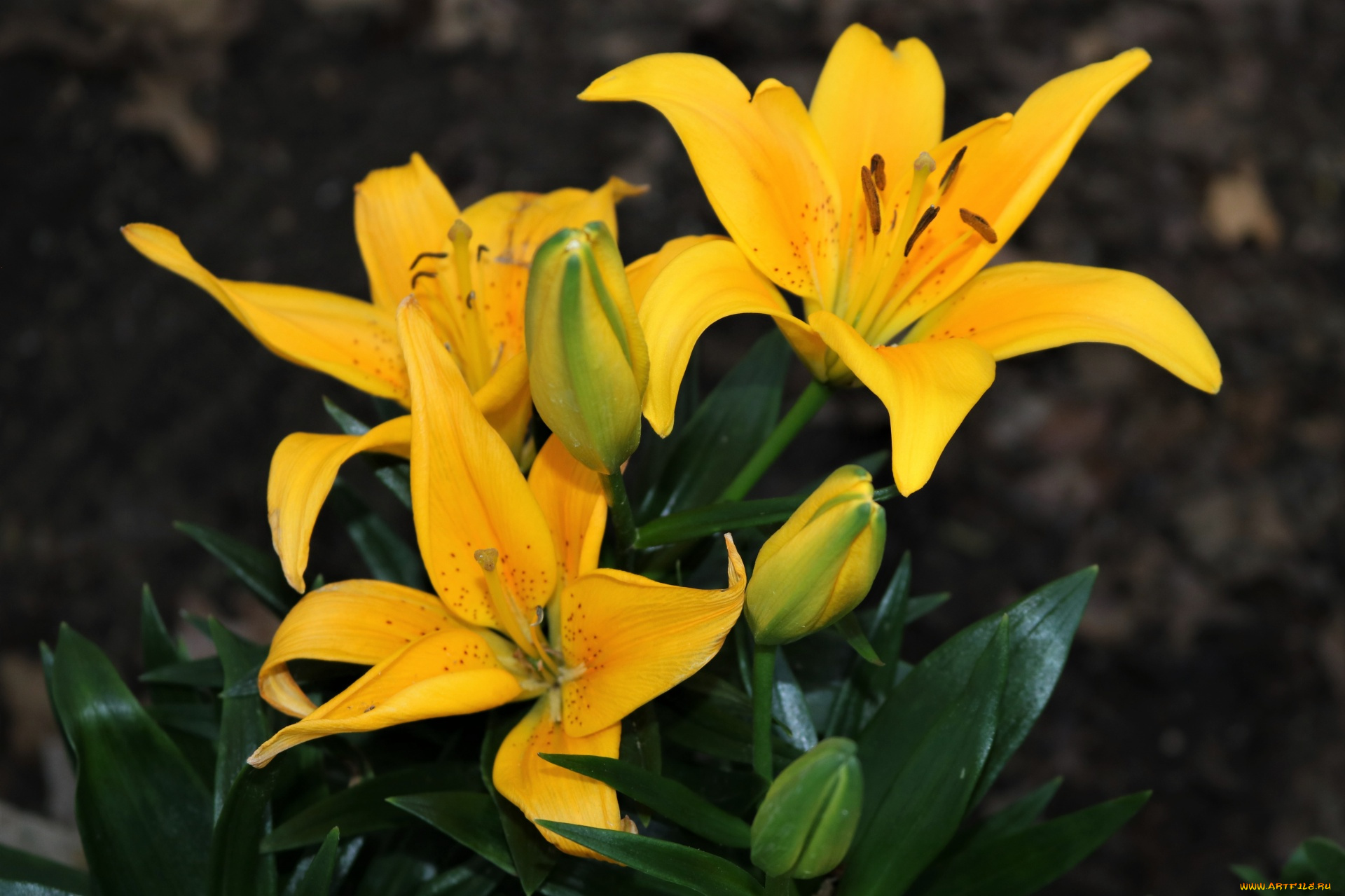 цветы, лилии, , лилейники, желтые, макро, трио