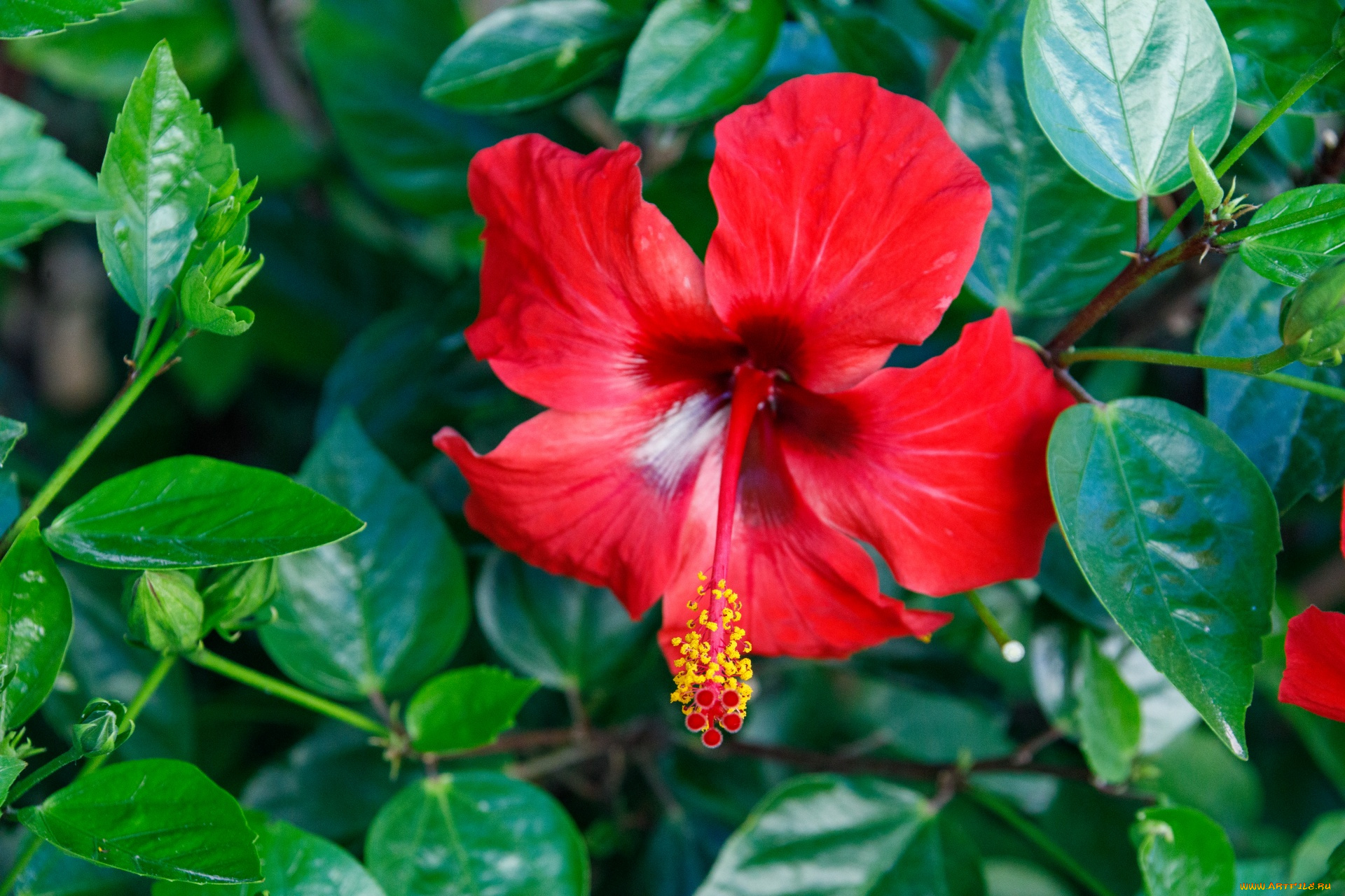 цветы, гибискусы, алый, гибискус, макро