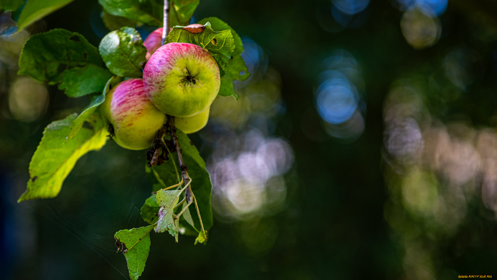 природа, плоды, яблоки