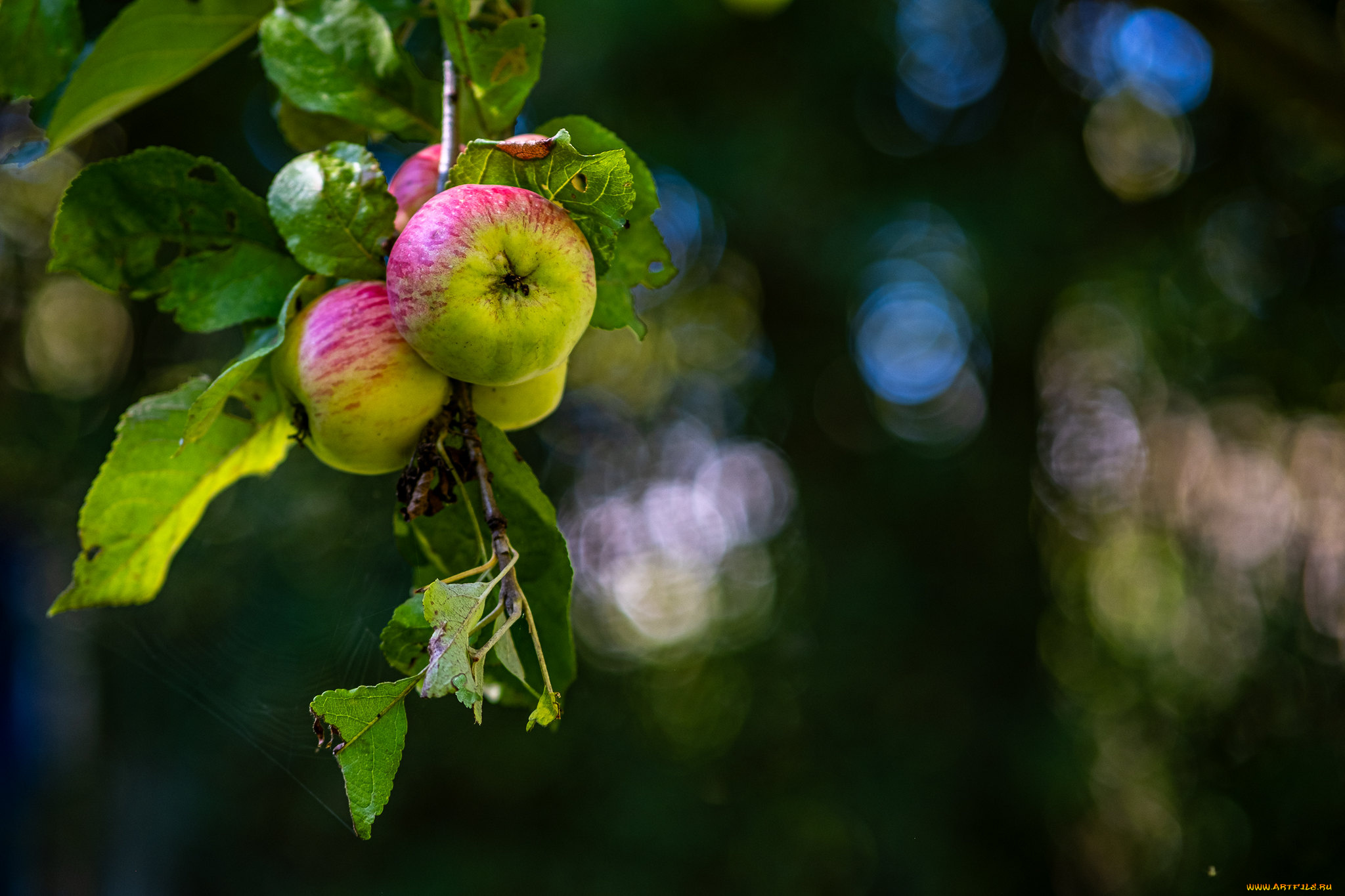 природа, плоды, яблоки