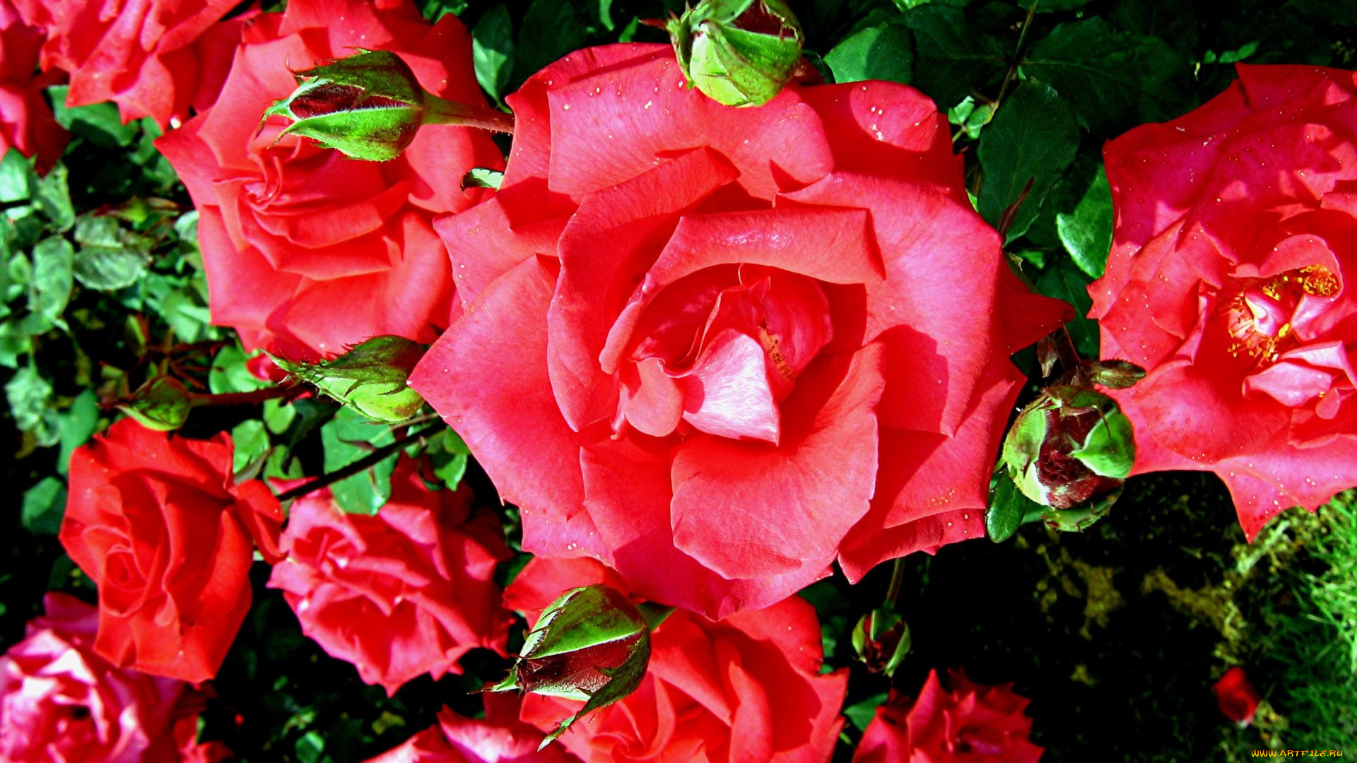 цветы, розы