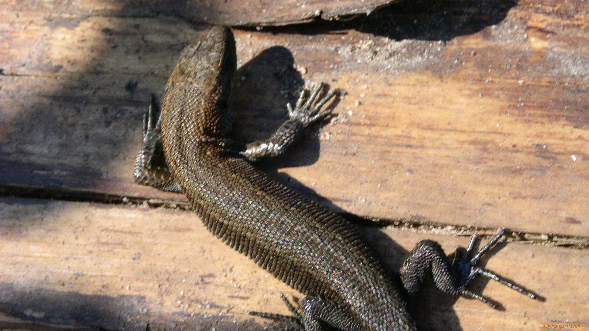 сам, фоткал, животные, Ящерицы, игуаны, вараны