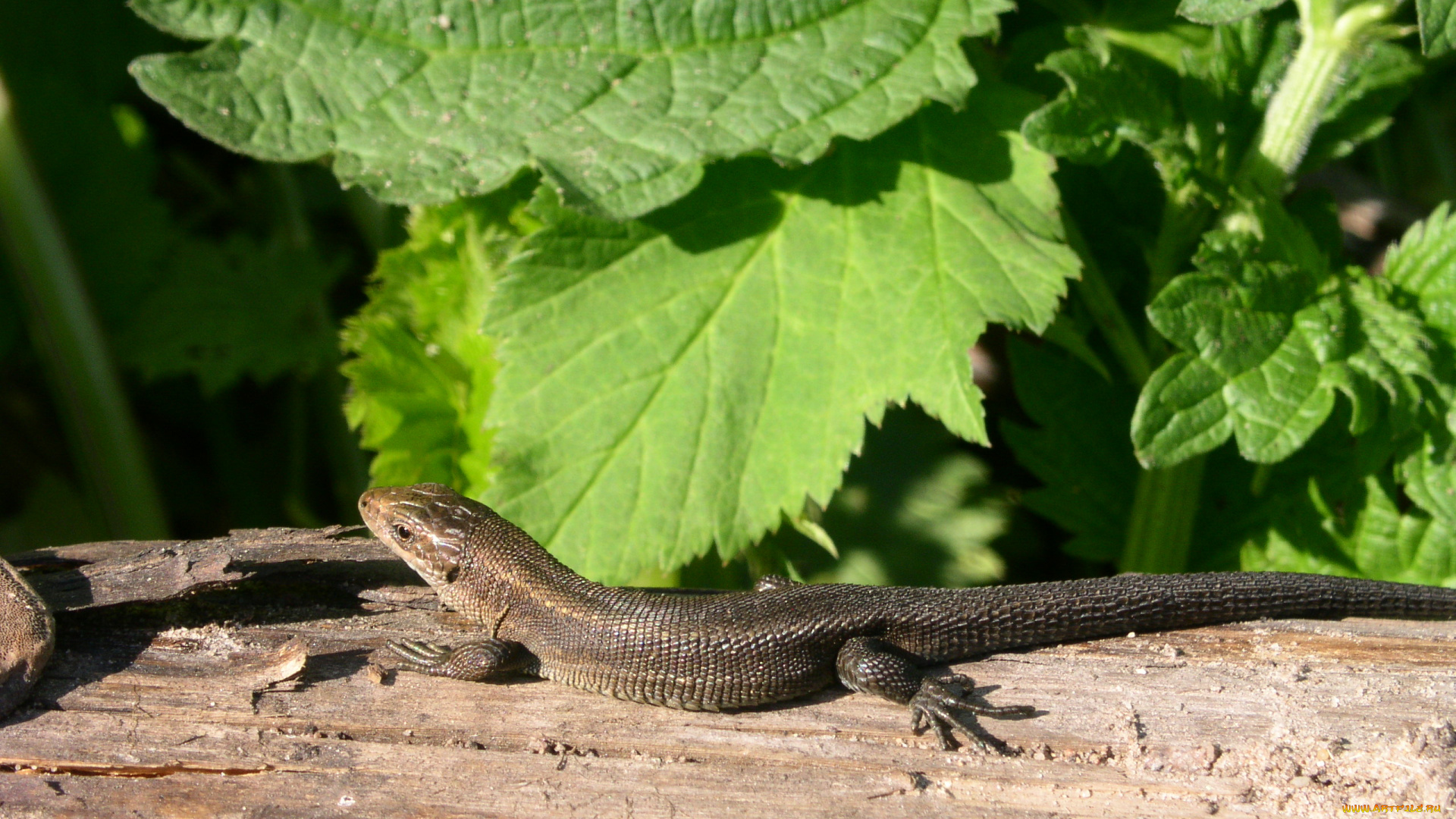 животные, Ящерицы, игуаны, вараны