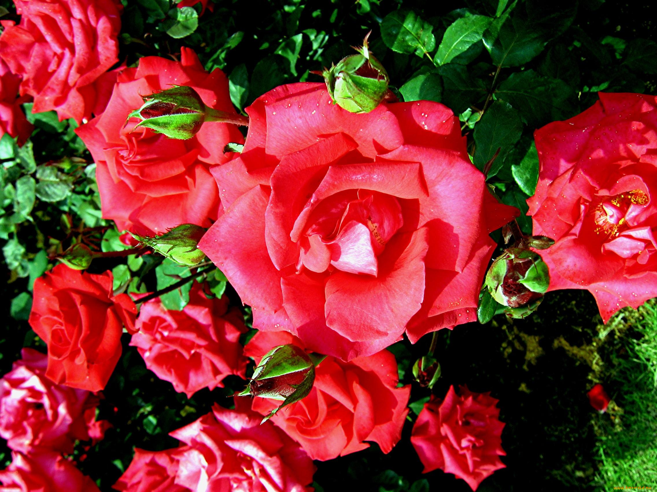 цветы, розы