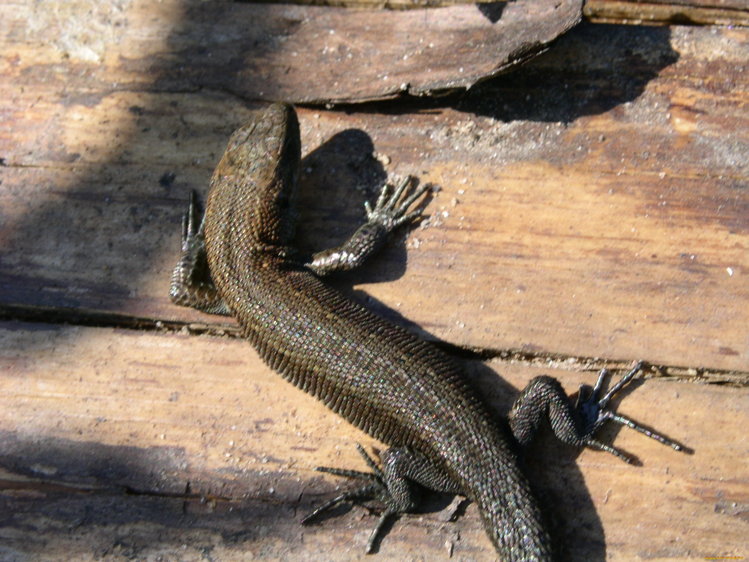 сам, фоткал, животные, Ящерицы, игуаны, вараны