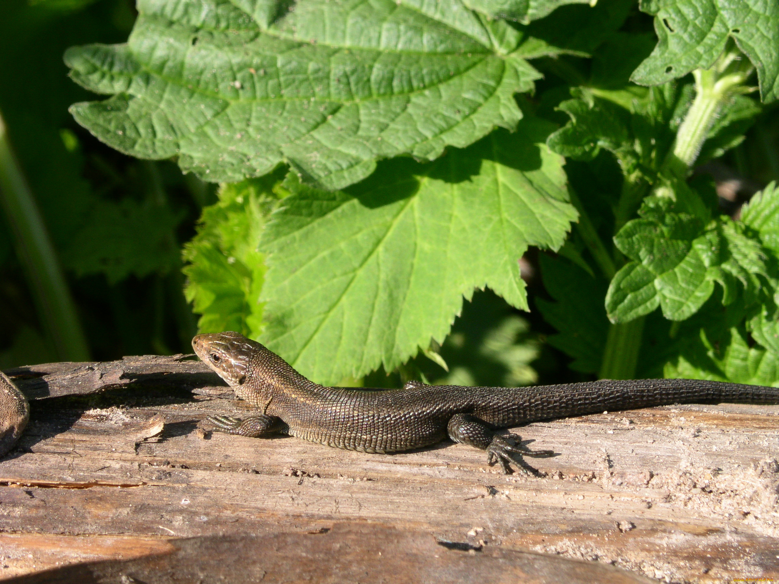 животные, Ящерицы, игуаны, вараны