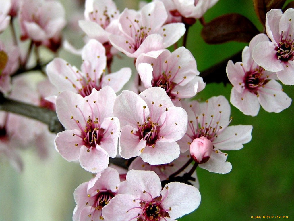 цветы, сакура, вишня
