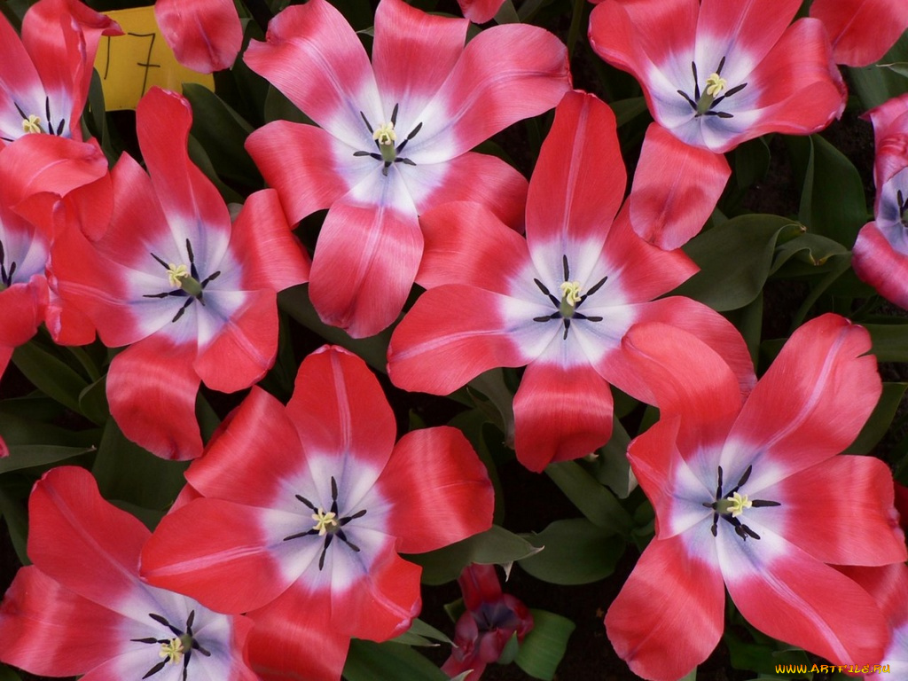 цветы, тюльпаны