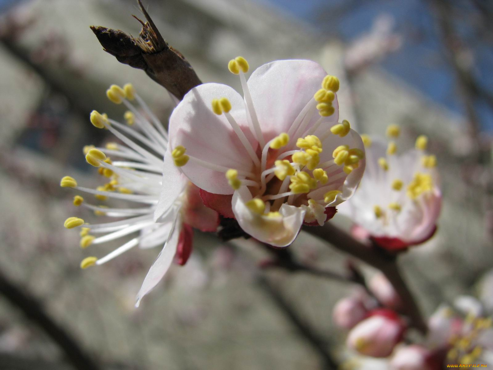 цветы, цветущие, деревья, кустарники