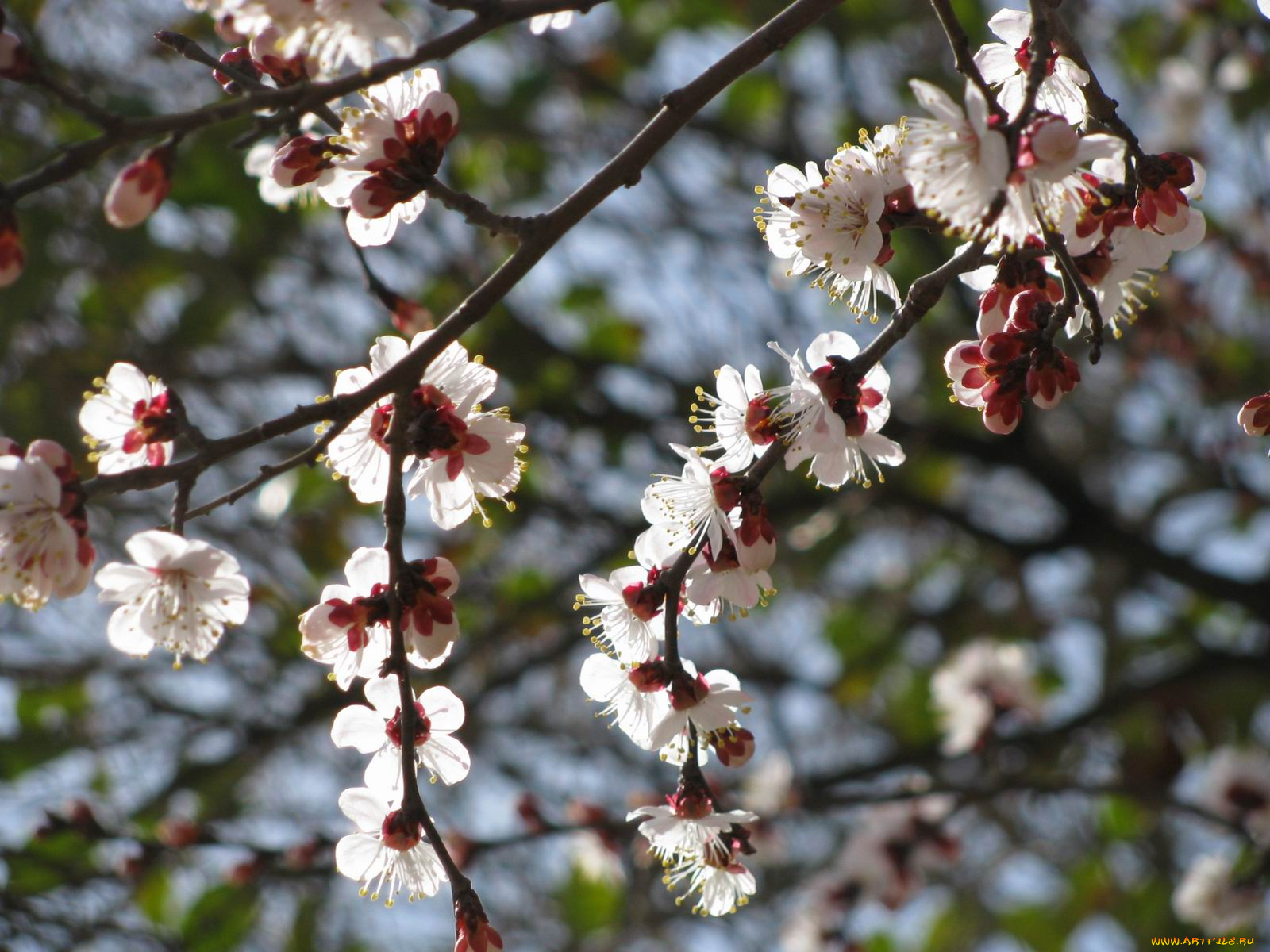 цветы, цветущие, деревья, кустарники