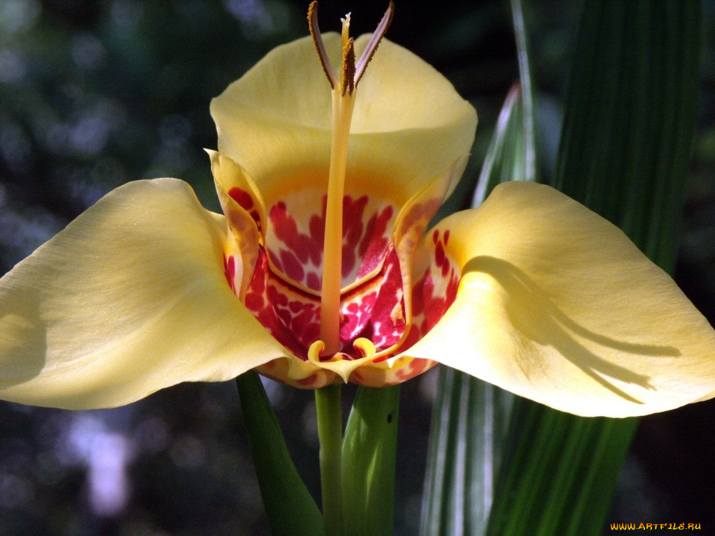 цветы, орхидеи