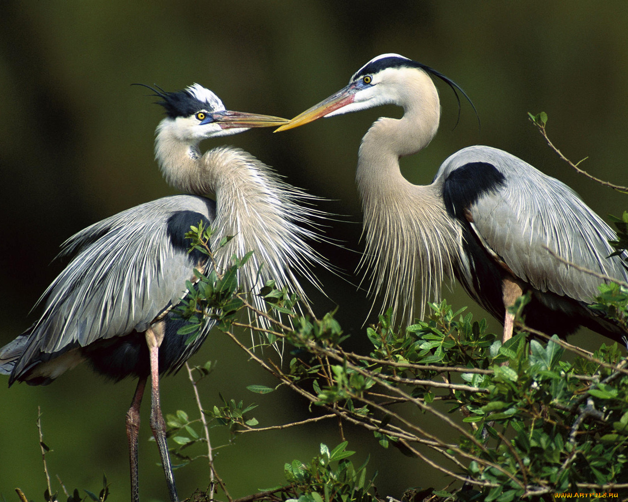 животные, цапли