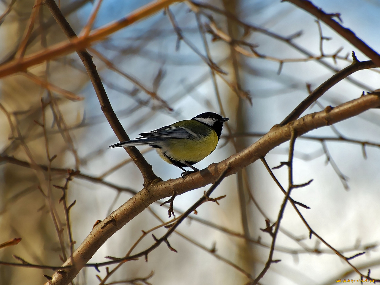 синица, животные, синицы, лазоревки