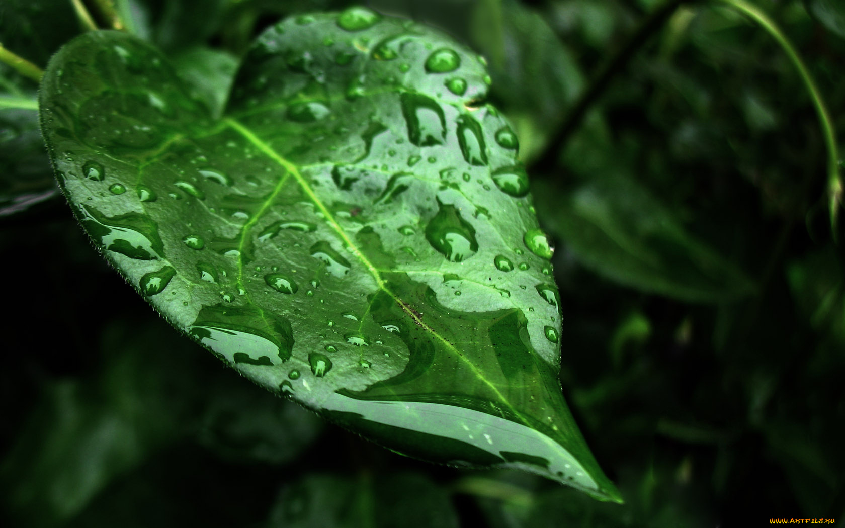 природа, листья