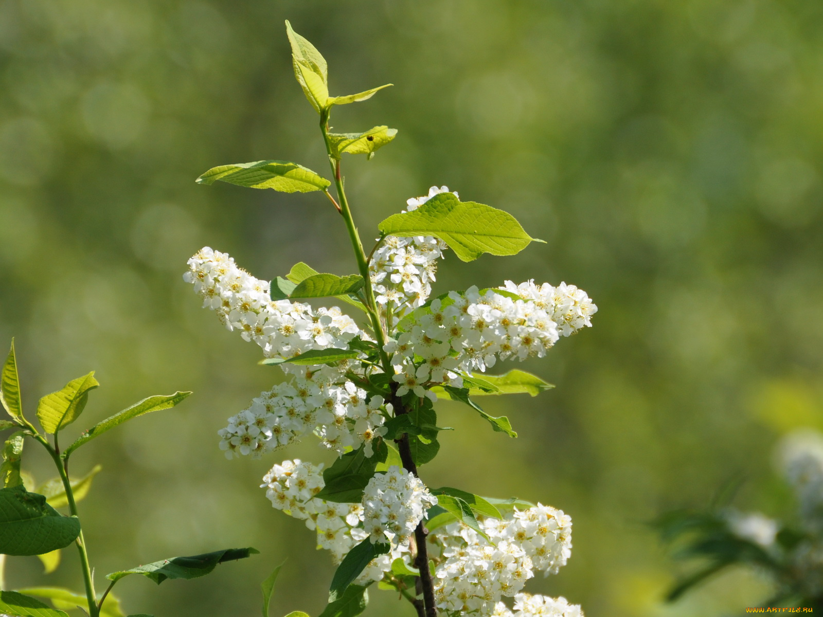 цветы, цветущие, деревья, кустарники