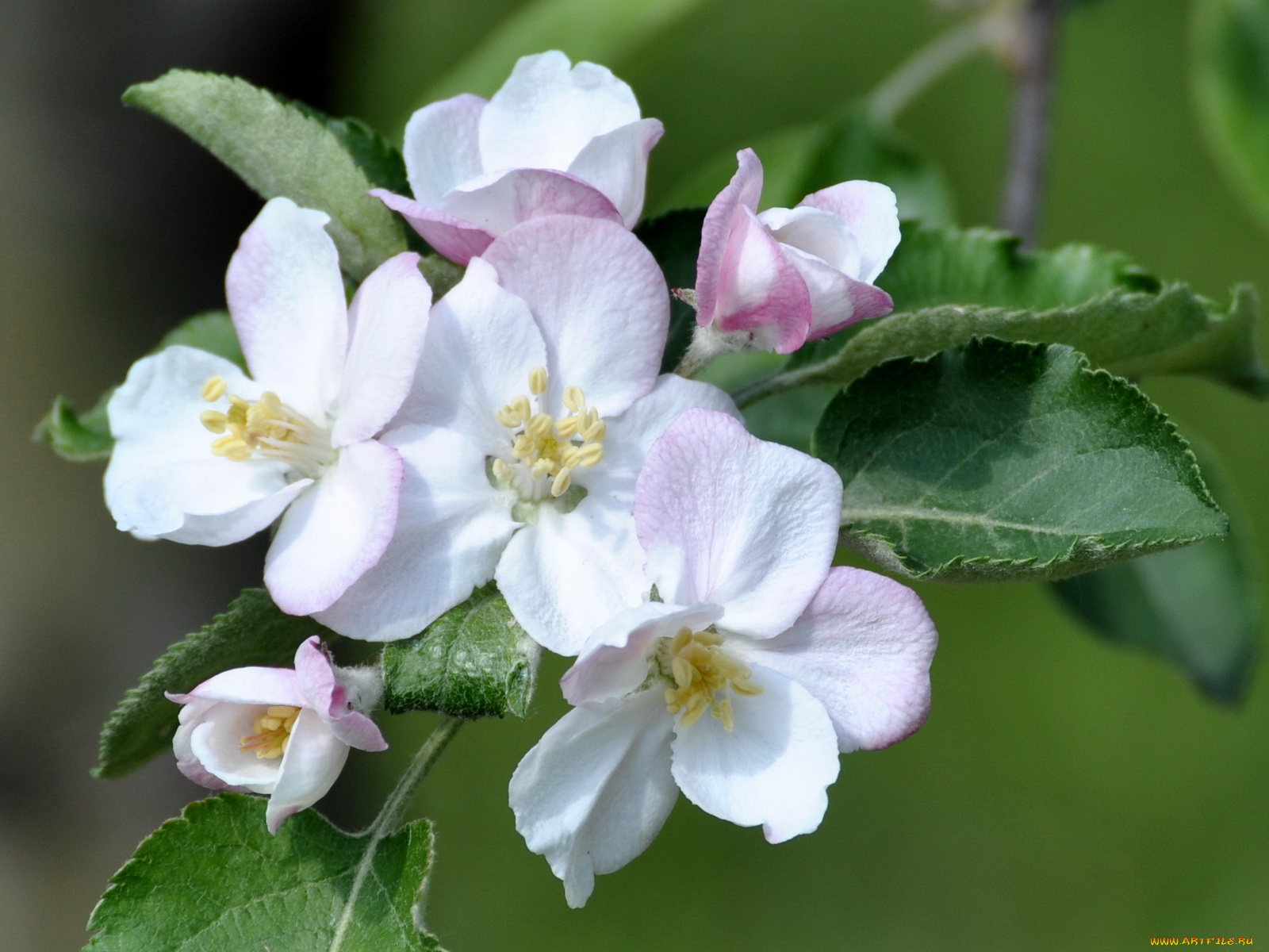 цветы, цветущие, деревья, кустарники
