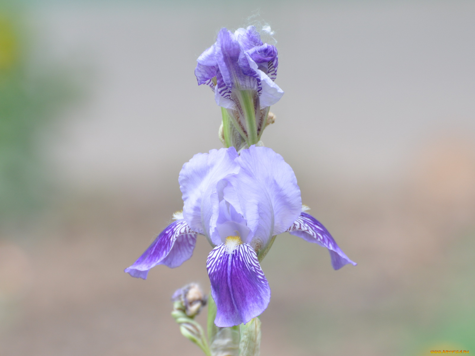 цветы, ирисы