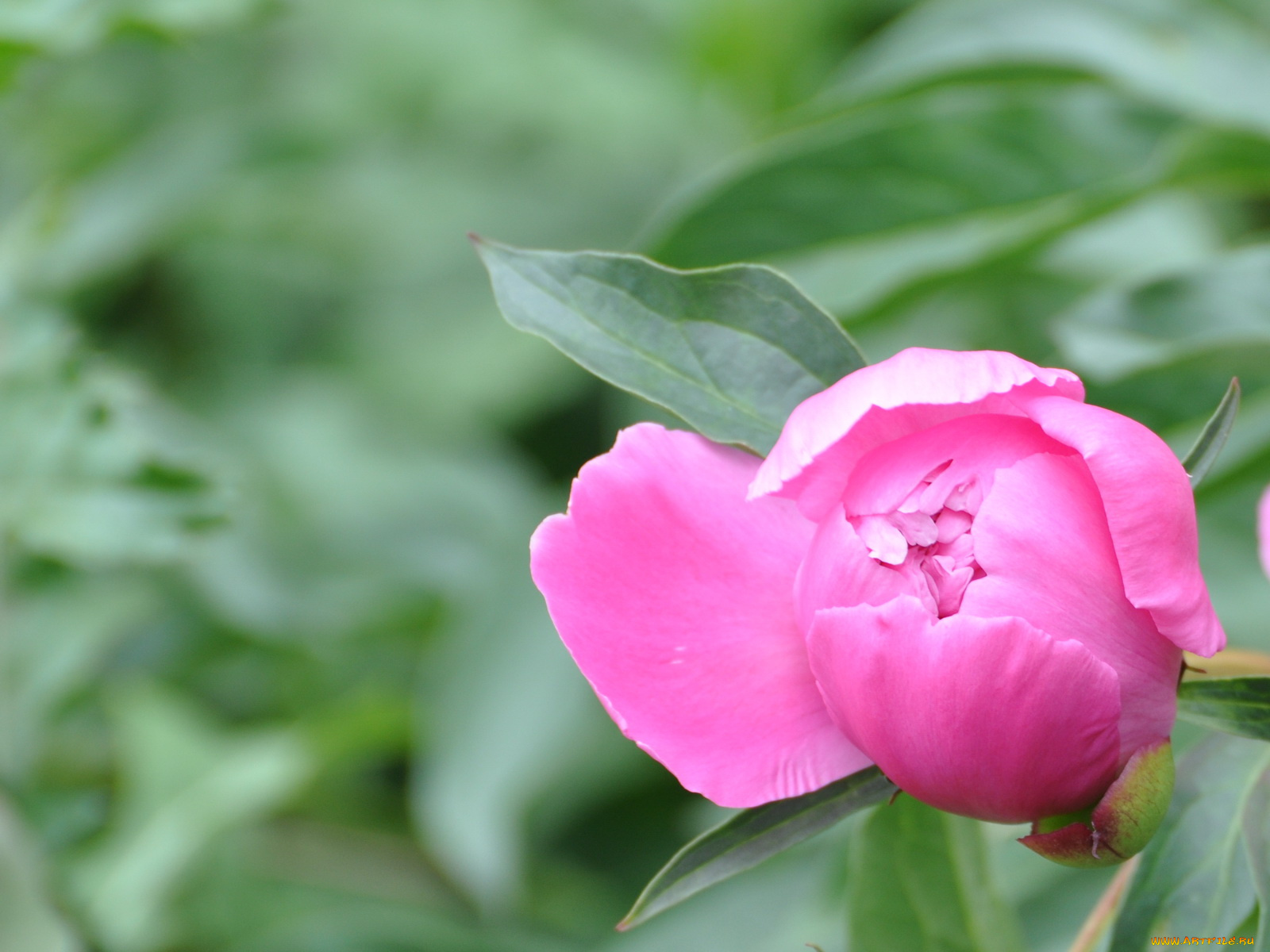 цветы, пионы