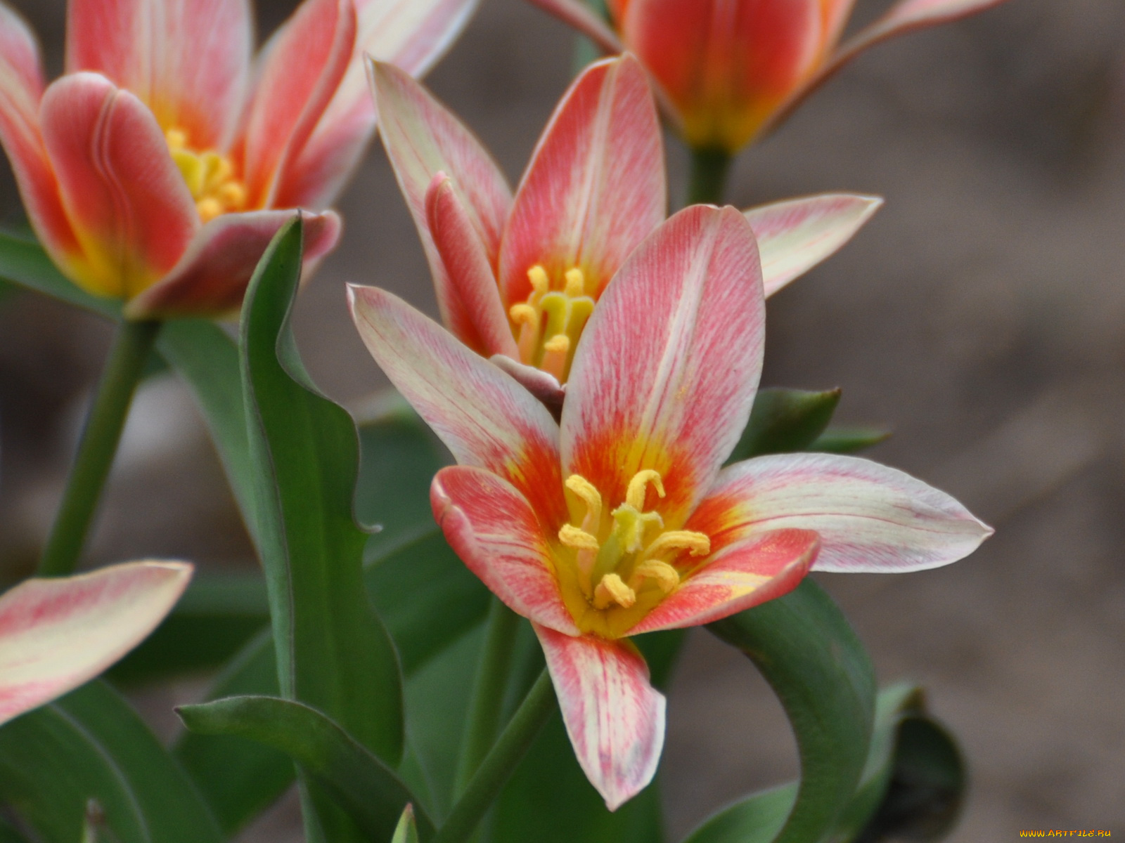 цветы, тюльпаны