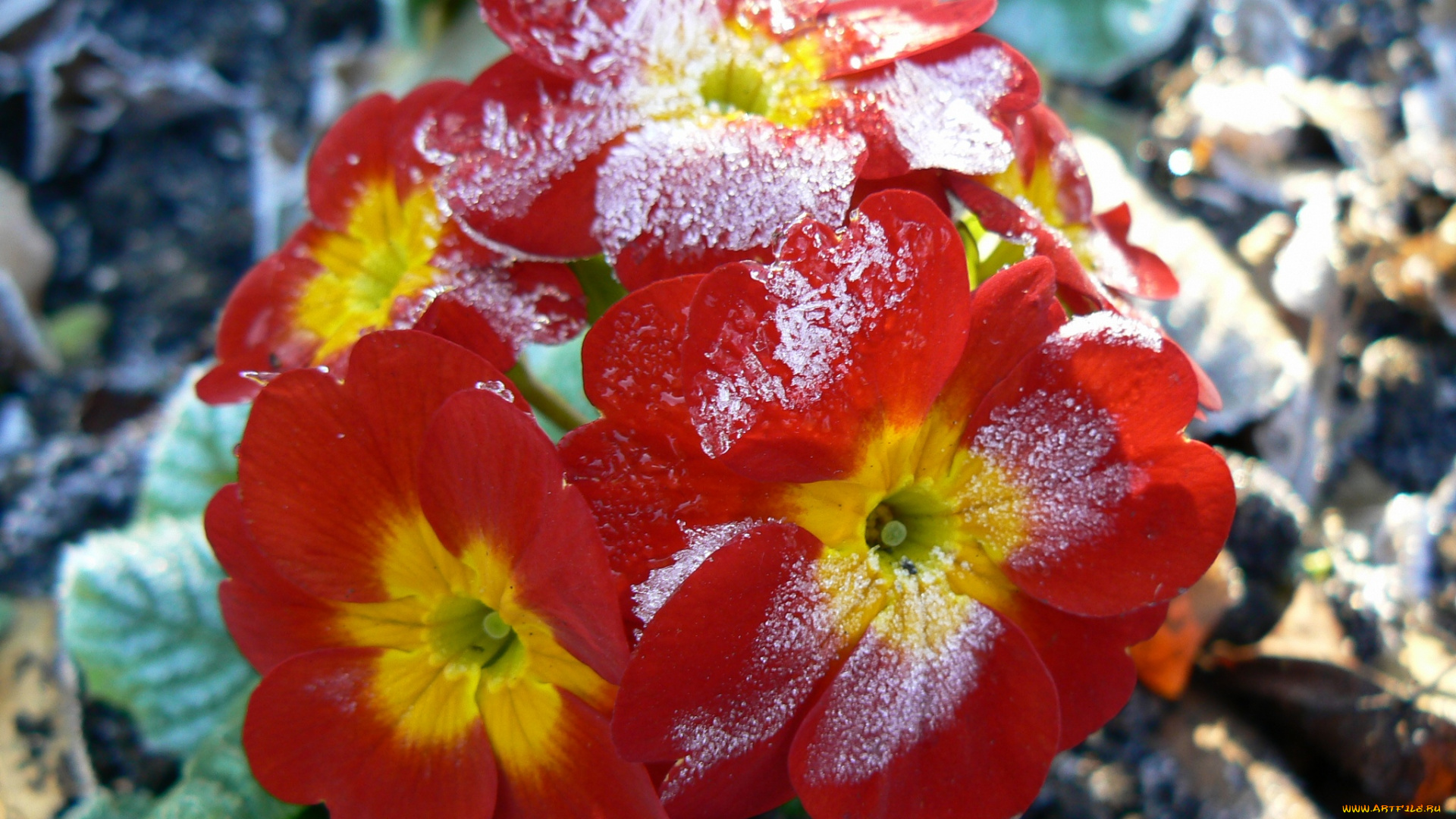 цветы, примулы, примула