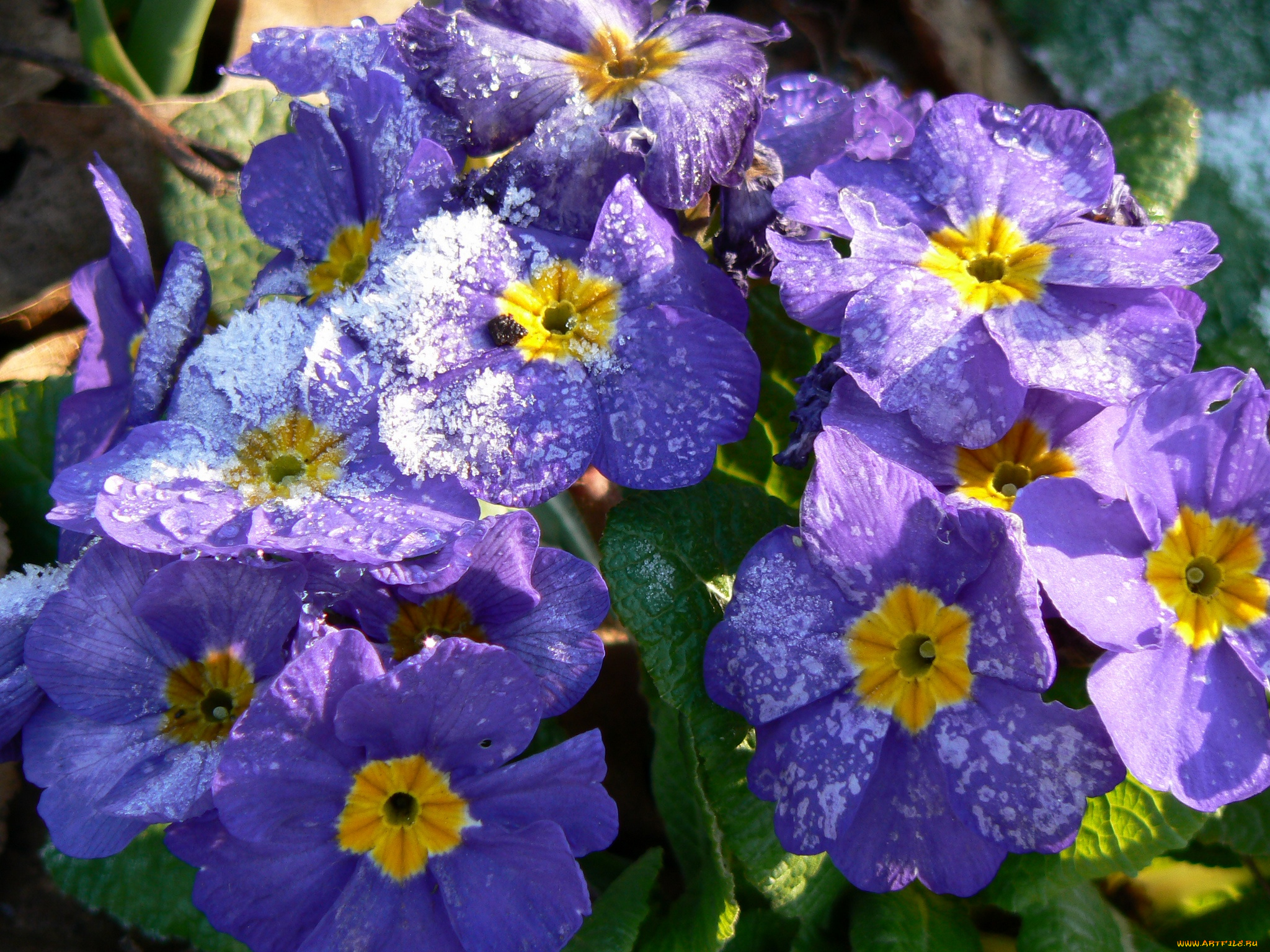 цветы, примулы, примула