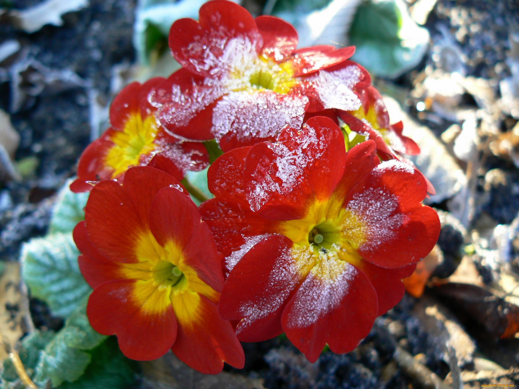 цветы, примулы, примула