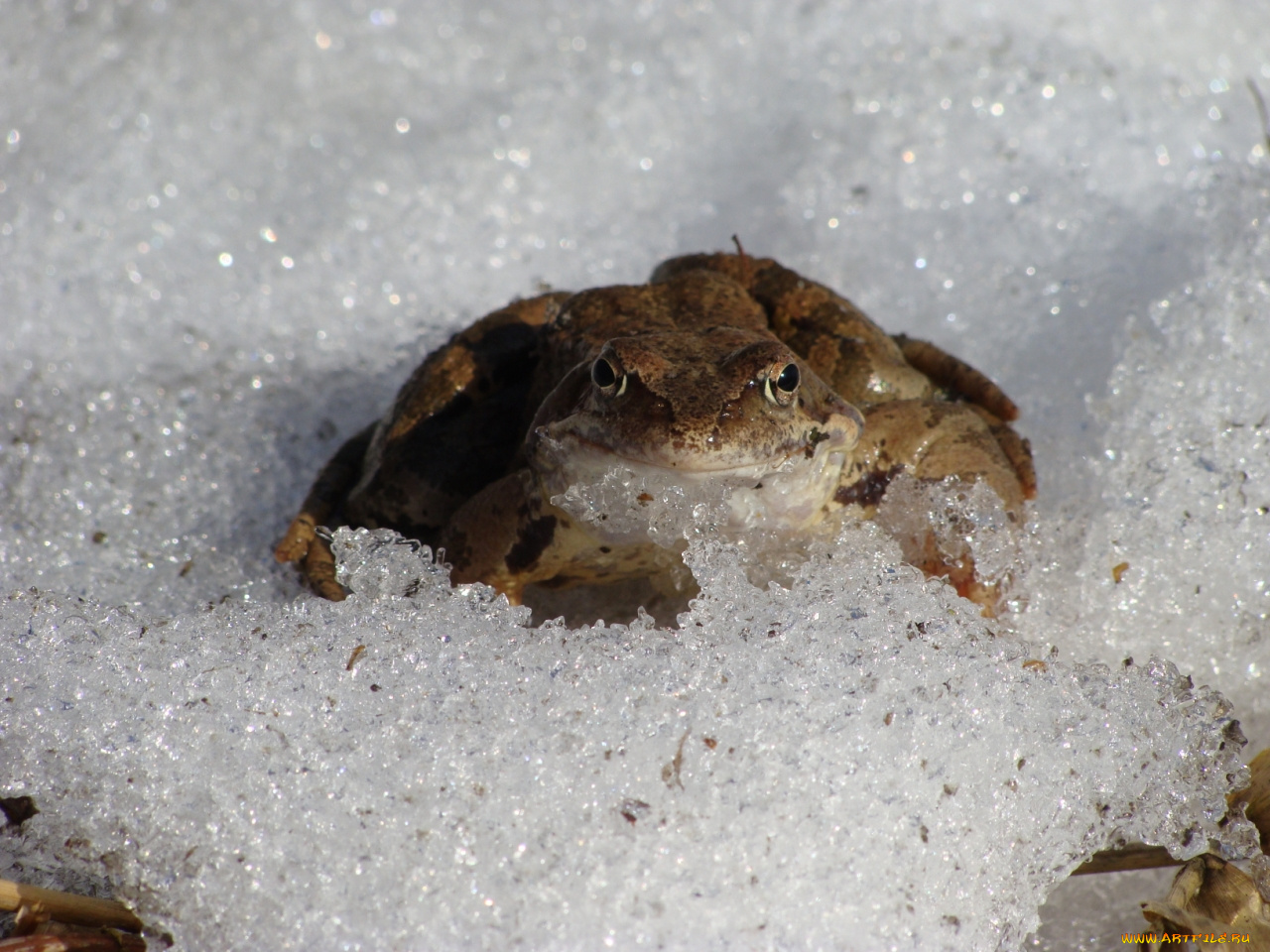 животные, лягушки