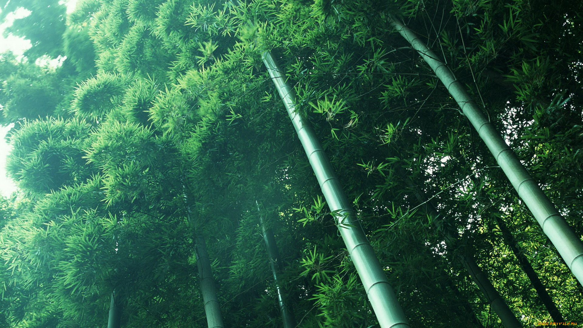 природа, лес