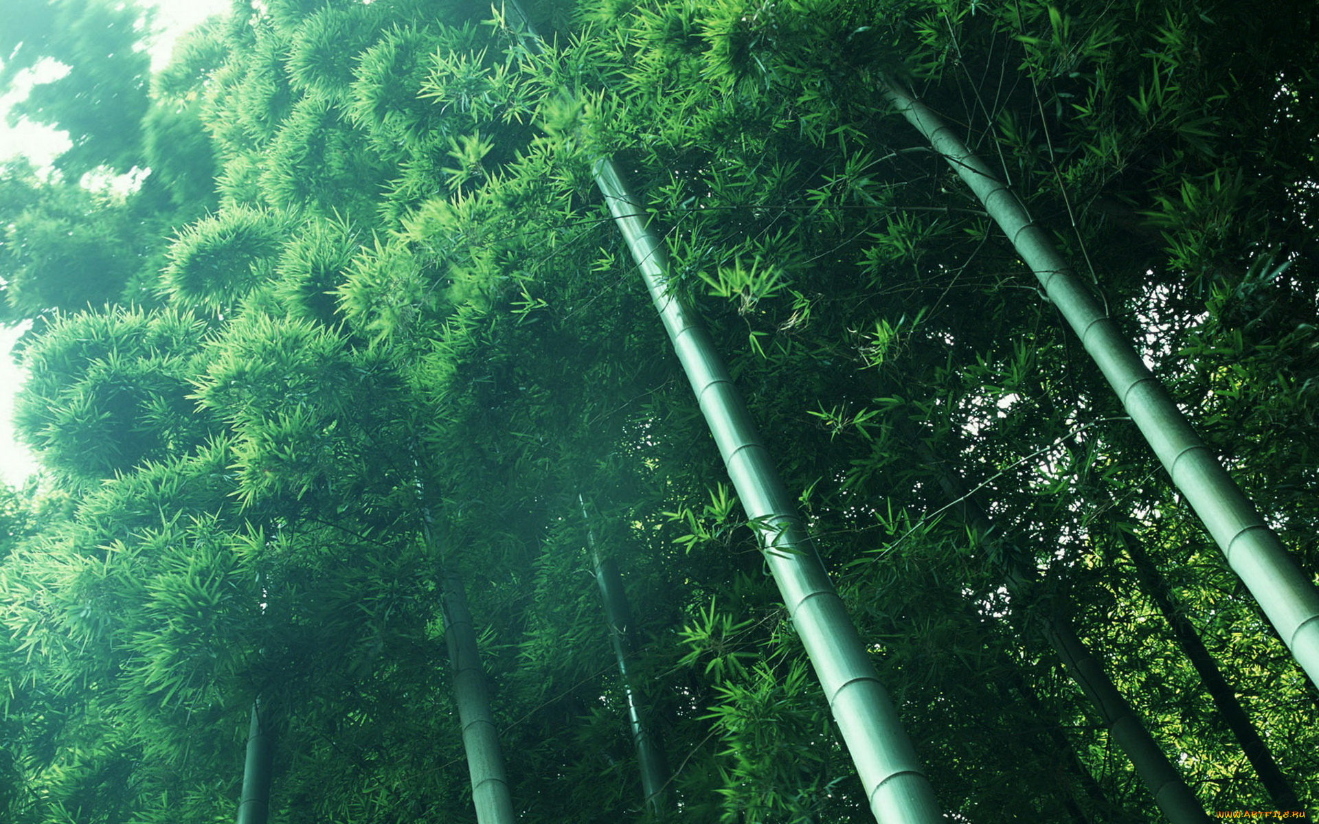 природа, лес