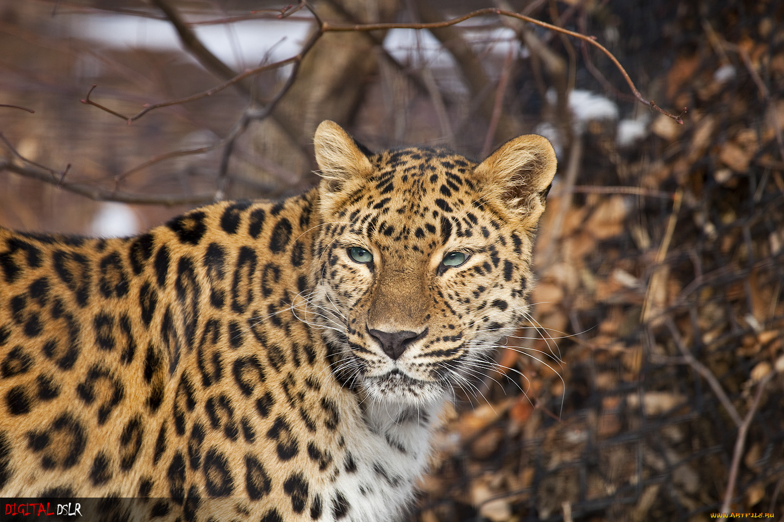 животные, леопарды, морда, взгляд