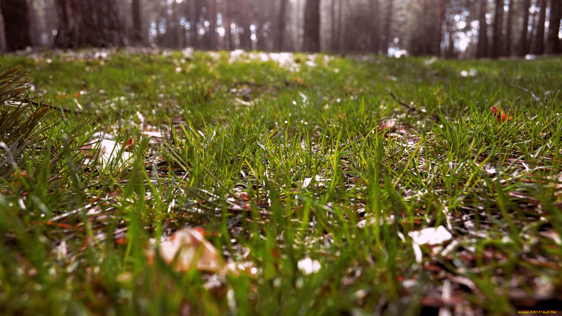 1214, природа, макро, лес