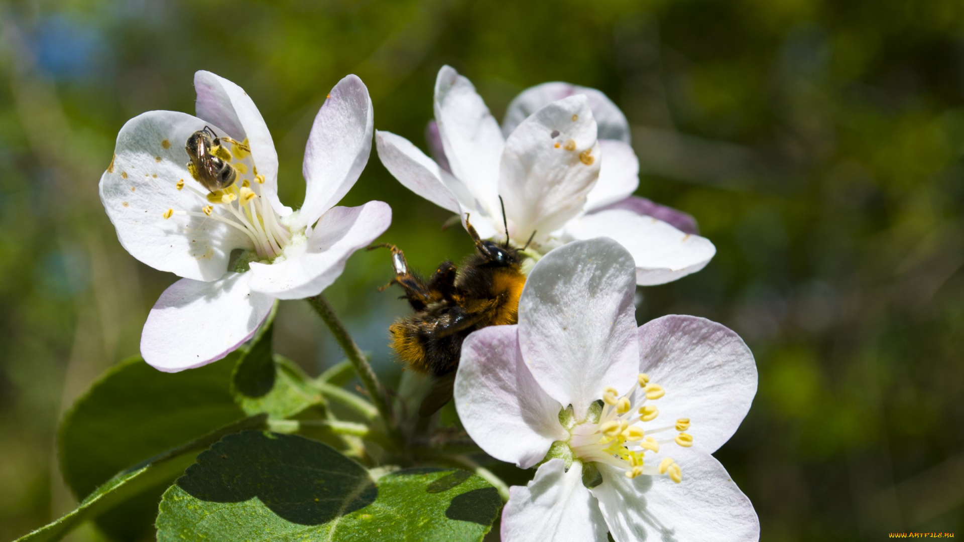 1216, цветы, цветущие, деревья, кустарники